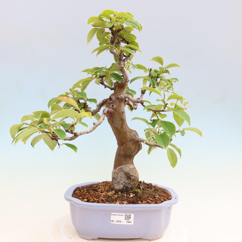 Bonsai voor buiten - Pseudocydonia sinensis - Chinese kweepeer