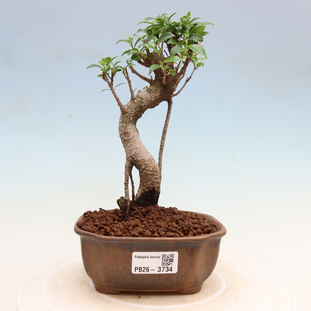 Kamerbonsai - Ficus kimmen - kleinbladige ficus