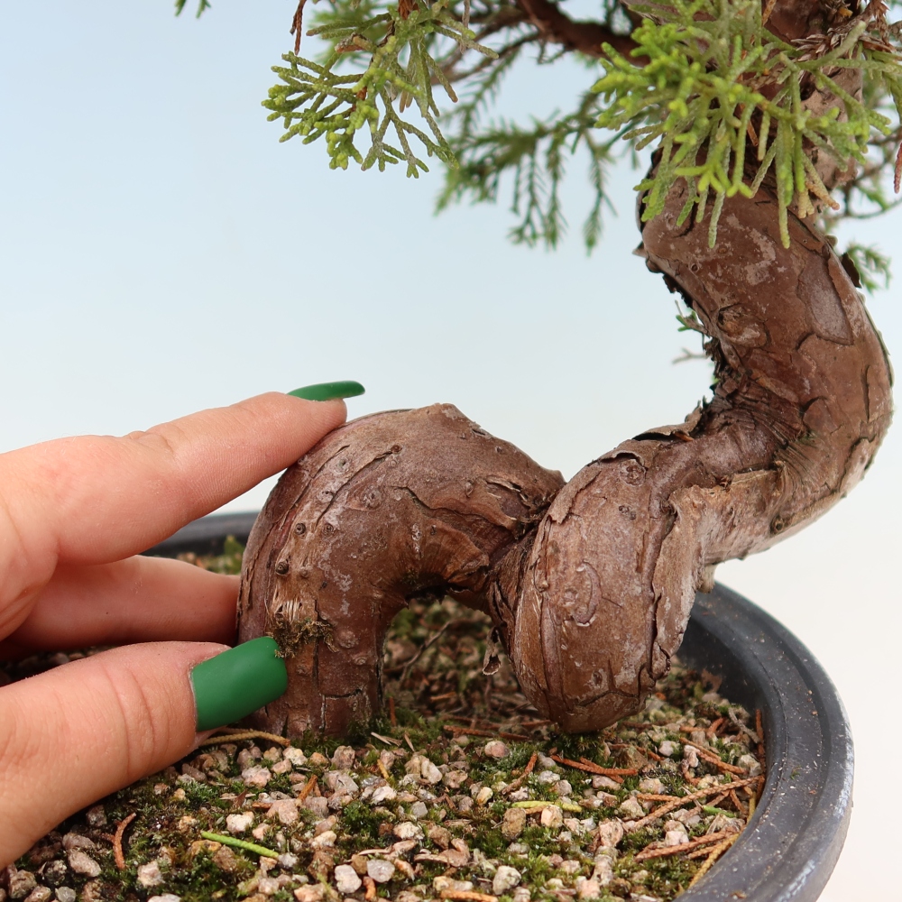 Bonsai voor buiten - Juniperus chinensis Itoigawa-Juniperus chinensis