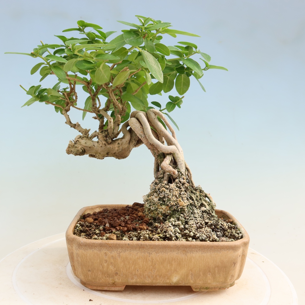 Bonsai voor binnen - Premna serratifolia - Kozlovna malolista