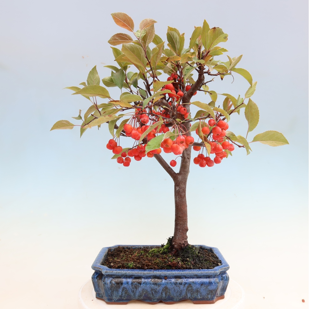 Bonsai voor buiten -Malus domestica - Roodbladige appelboom met kleine vruchten