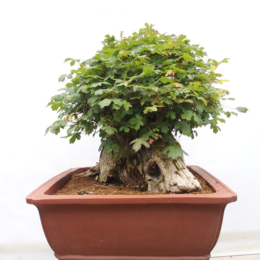 Bonsai voor buiten - Franse esdoorn - Acer Nonspessulanum