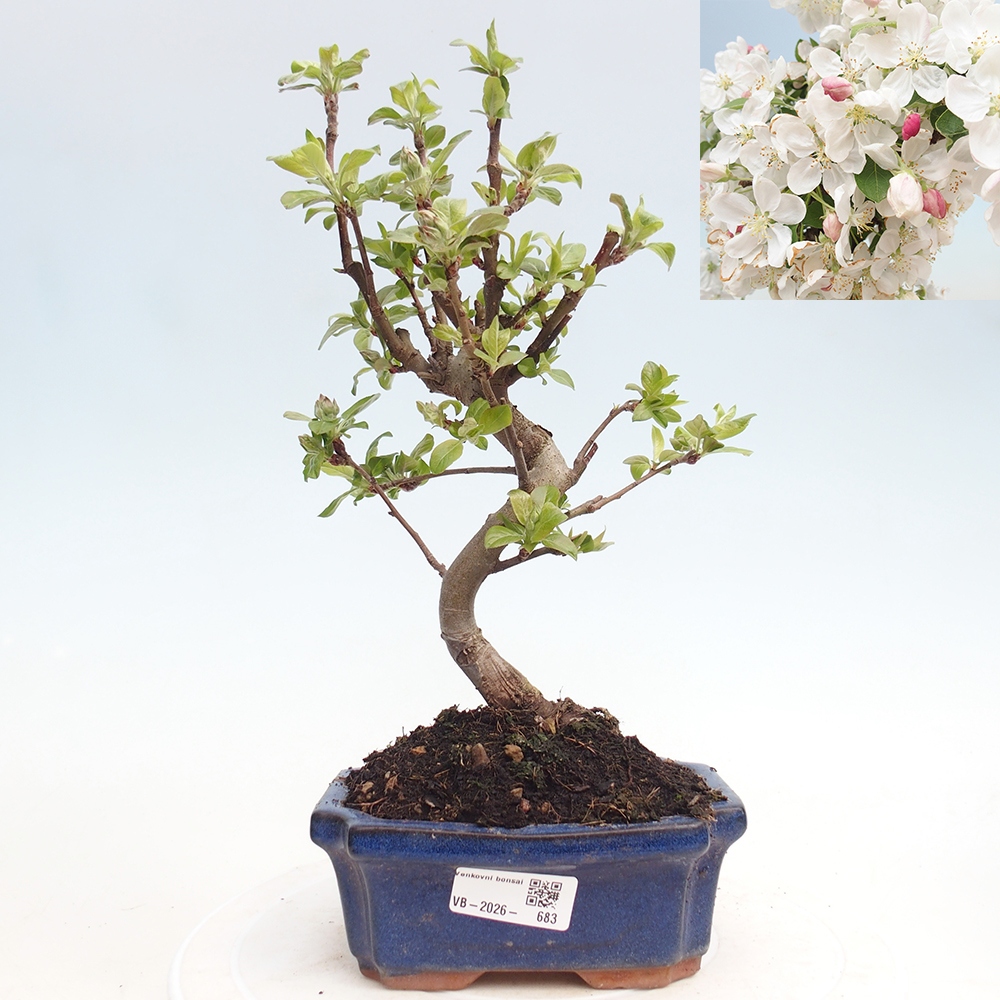 Bonsai voor buiten -Malus halliana - Appelboom met kleine vruchten