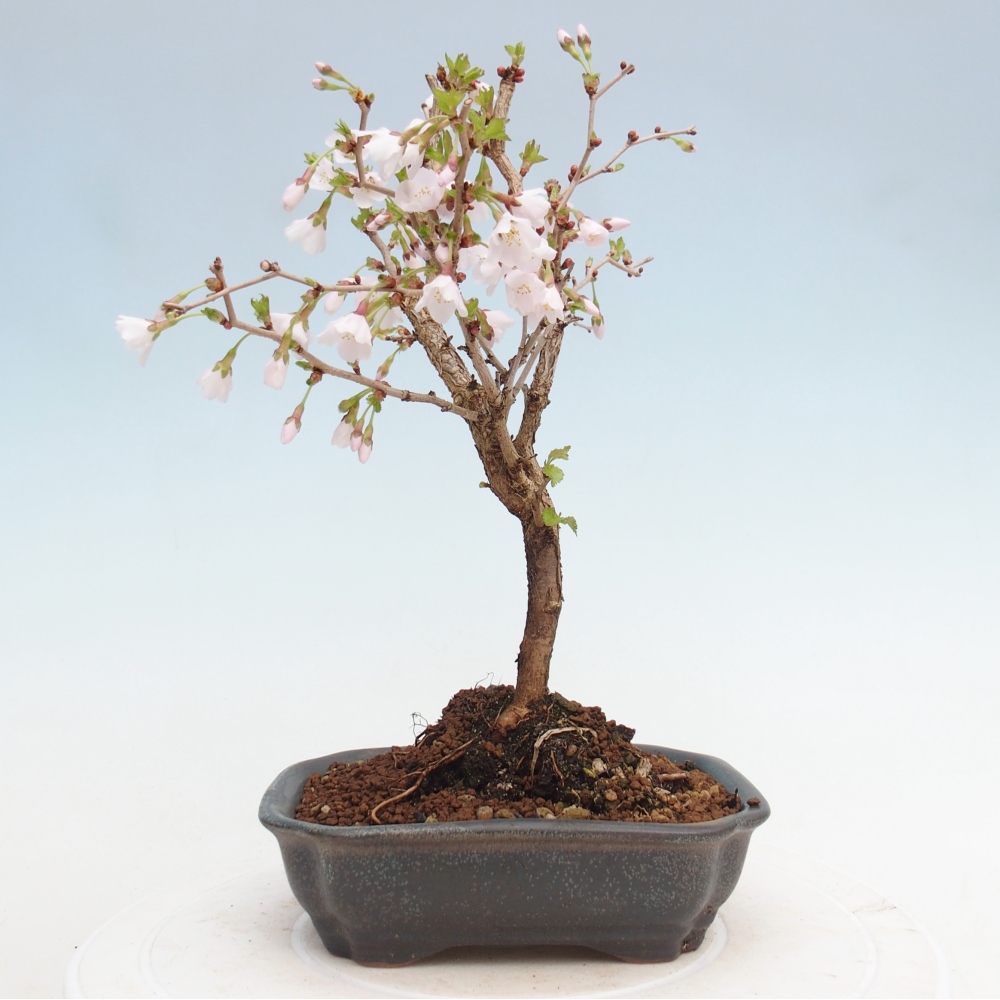 Bonsai voor buiten - Prunus incisa Kojou-no mai-Plivon uitgesneden