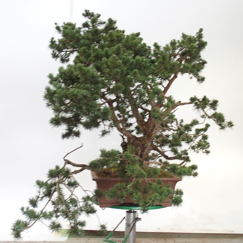 Yamadori - Pinus sylvestris Spanje