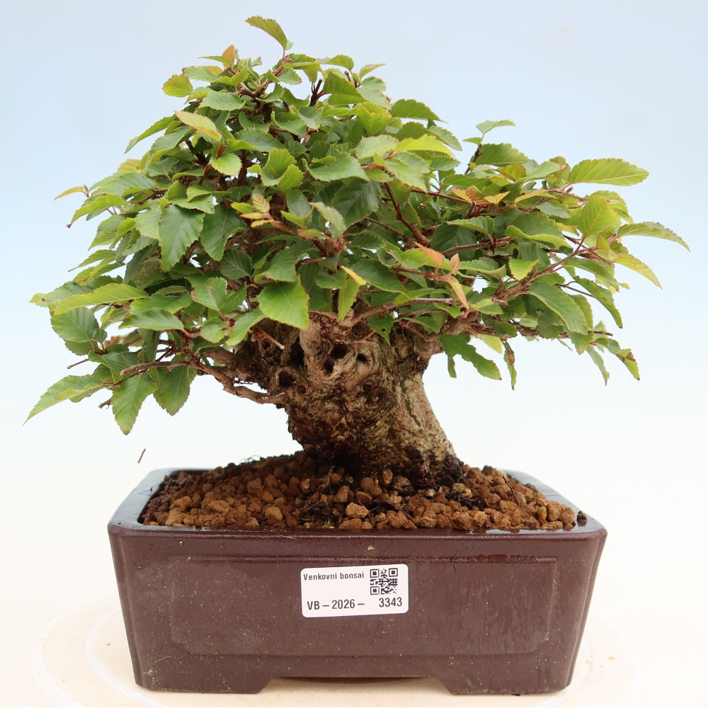 Bonsai voor buiten -Carpinus Coreana - Koreaanse haagbeuk