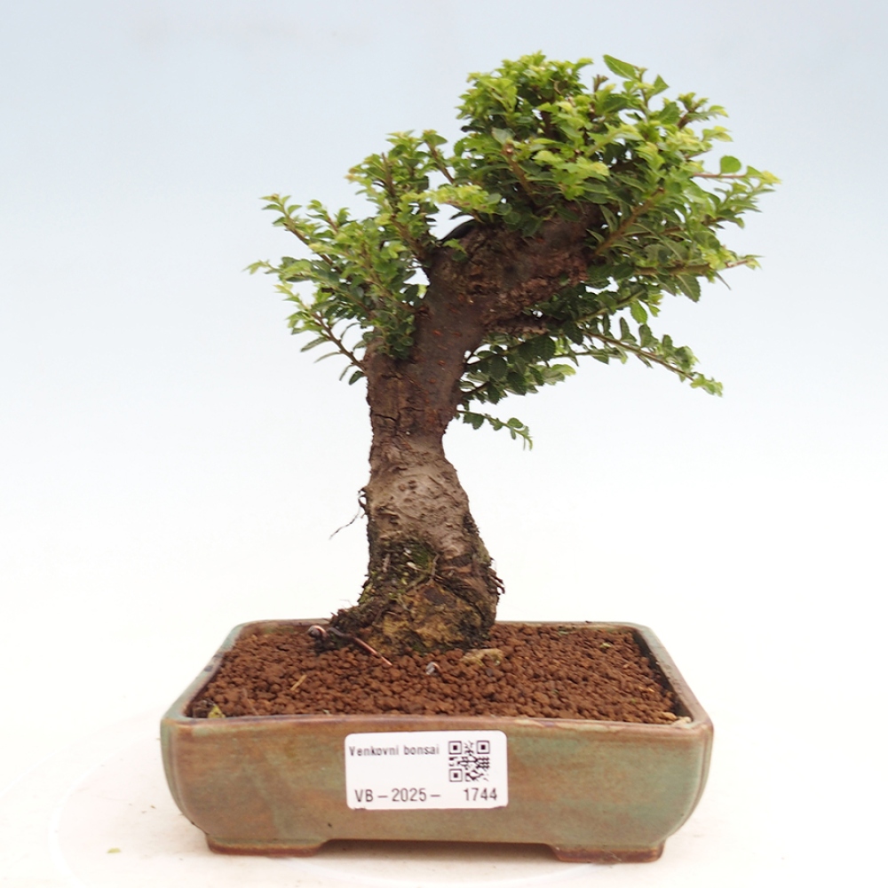 Bonsai voor buiten - Ulmus parvifolia Hokkaido - Chinese iep