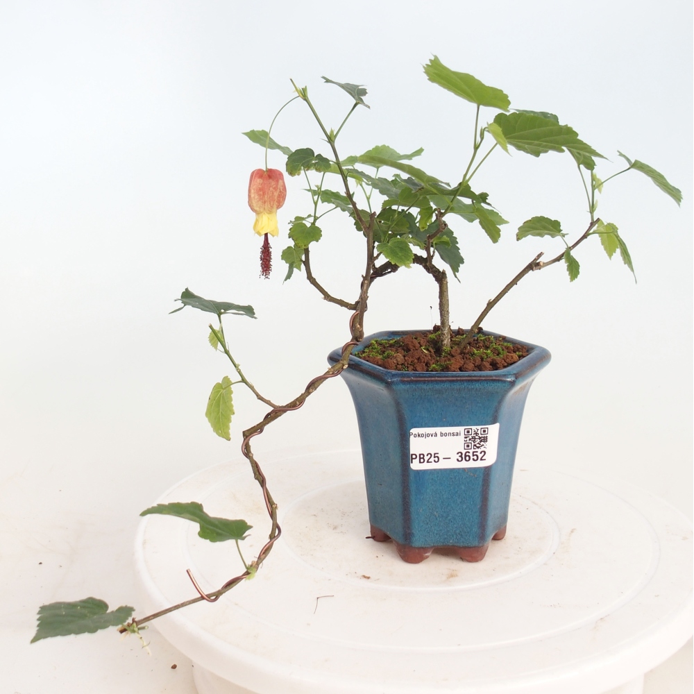 Bonsai voor binnen - Abutilon Big Bell - Cloudberry