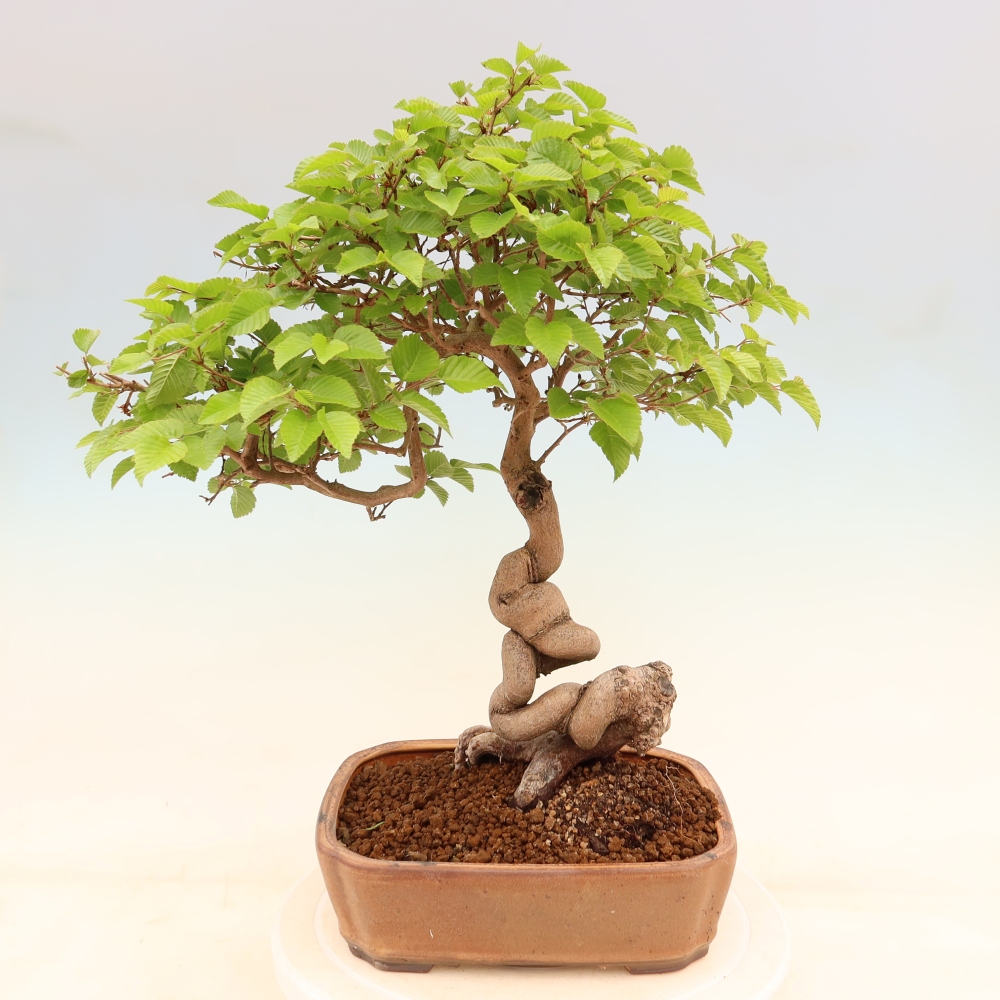 Bonsai voor buiten -Carpinus Coreana - Koreaanse haagbeuk