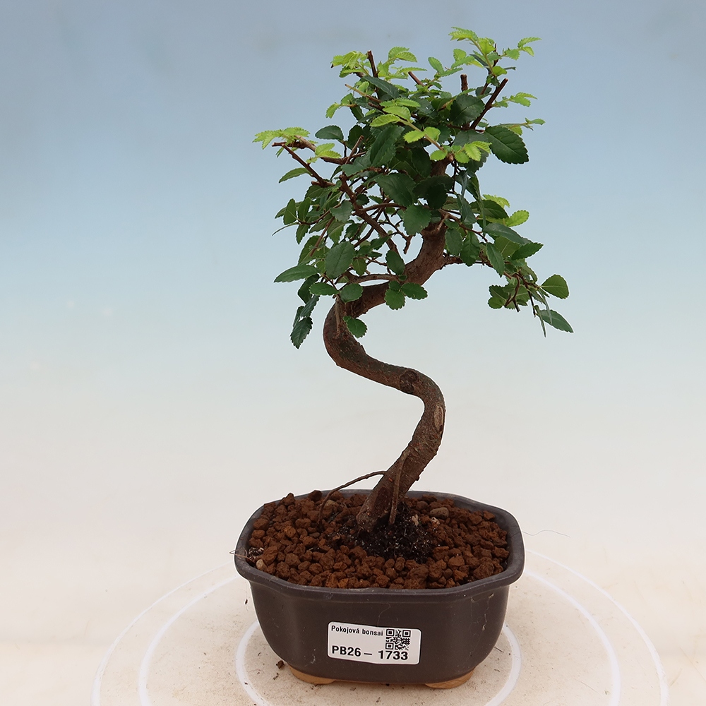 Kamerbonsai - Ulmus parvifolia - Winteriep