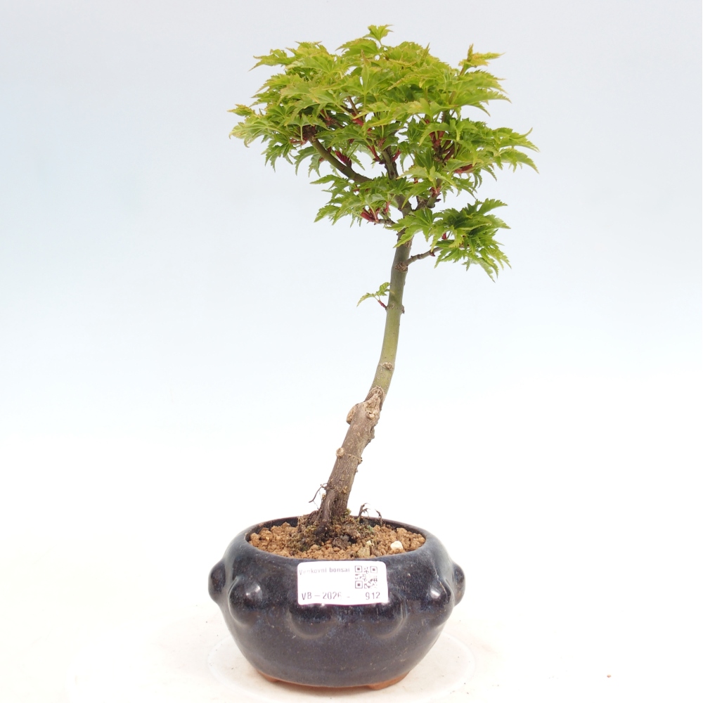 Bonsai voor buiten -Javor kleinbladige SHISHIGASHIRA