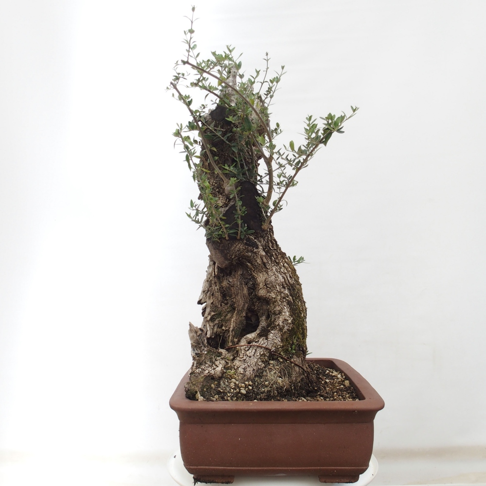 Bonsai voor binnen - Olea europaea sylvestris