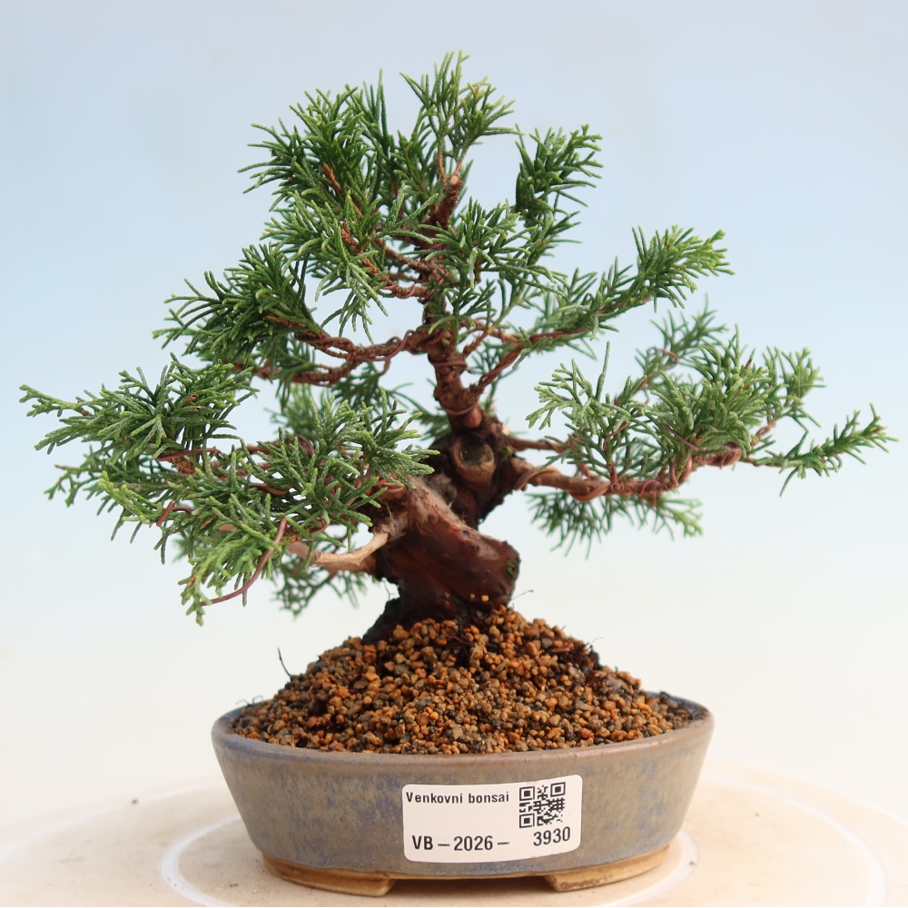 Bonsai voor buiten - Juniperus chinensis Itoigawa