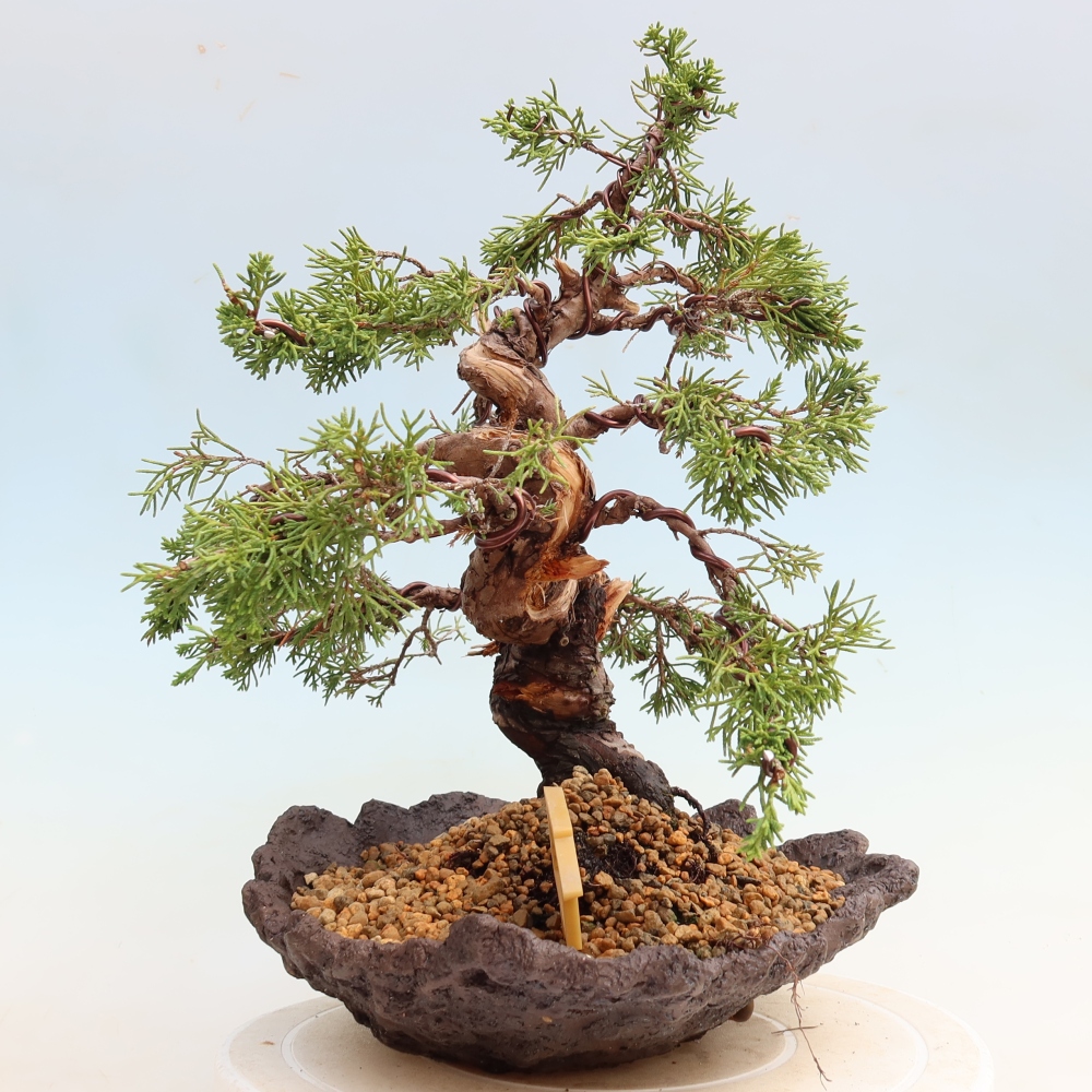 Bonsai voor buiten - Juniperus chinensis Itoigawa-Juniperus chinensis