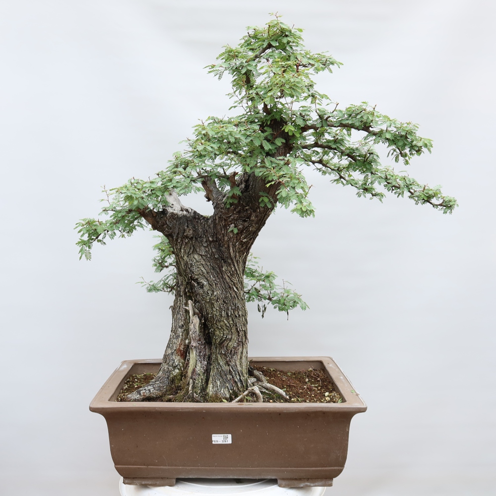 Kamerbonsai - Arabische acacia's