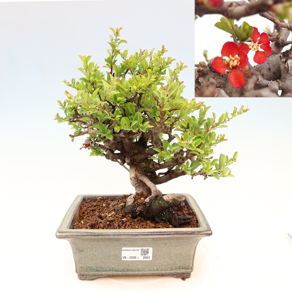Bonsai voor buiten - Chaneomeles speciosa Chojubai