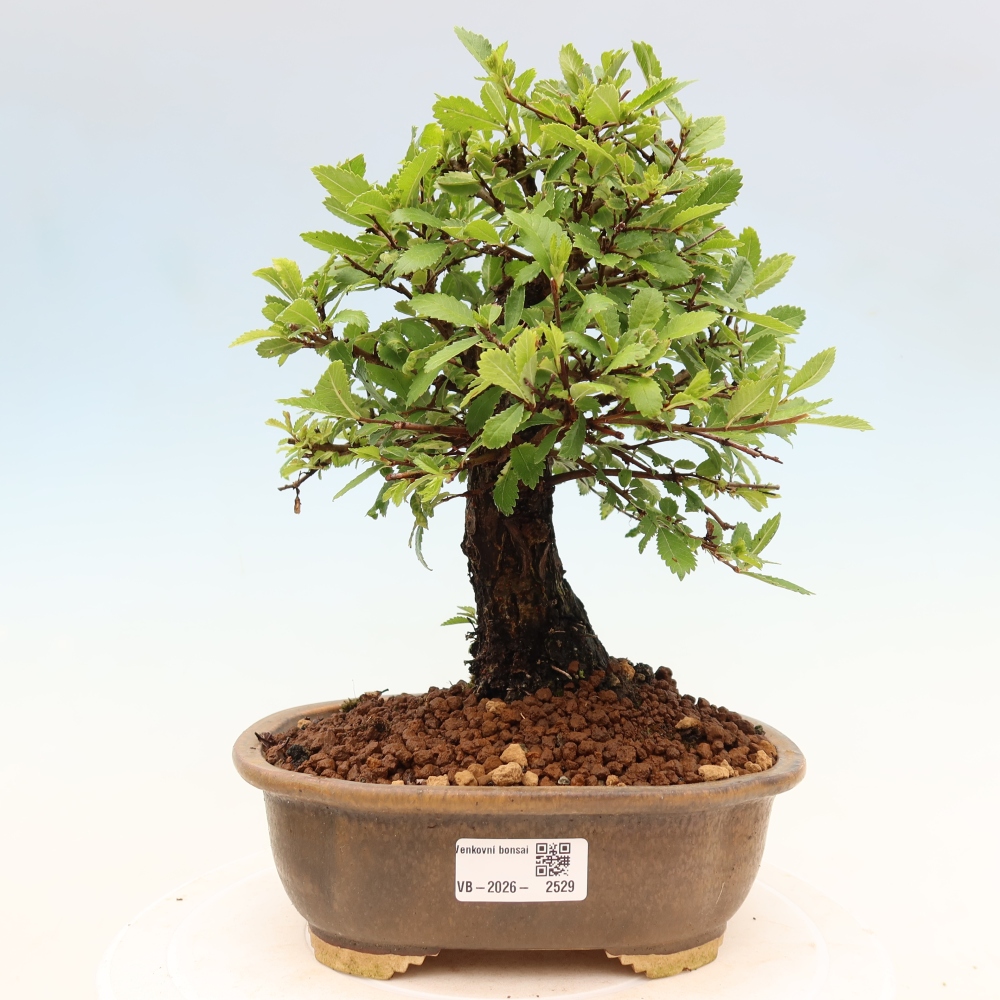 Bonsai voor buiten - Zelkova - Zelkova NIRE