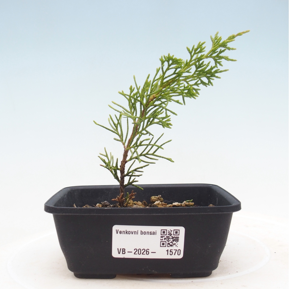 Bonsai voor buiten - Juniperus chinensis Itoigawa