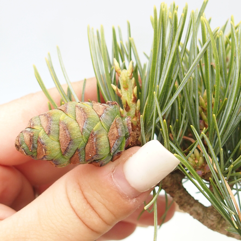 Bonsai voor buiten - Pinus parviflora - Pinus parviflora