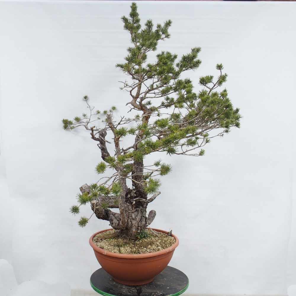 Yamadori - Pinus sylvestris Spanje