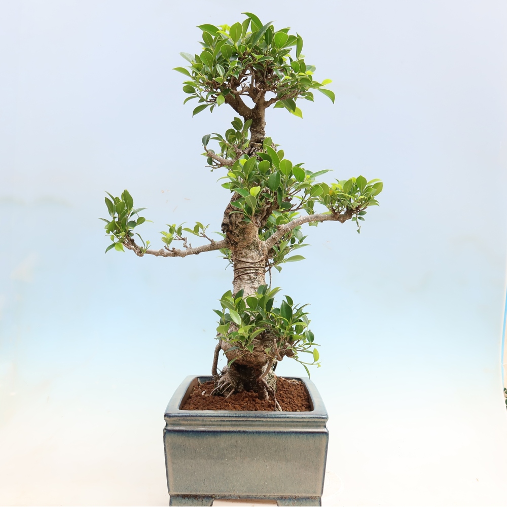 Kamerbonsai - Ficus kimmen - kleinbladige ficus