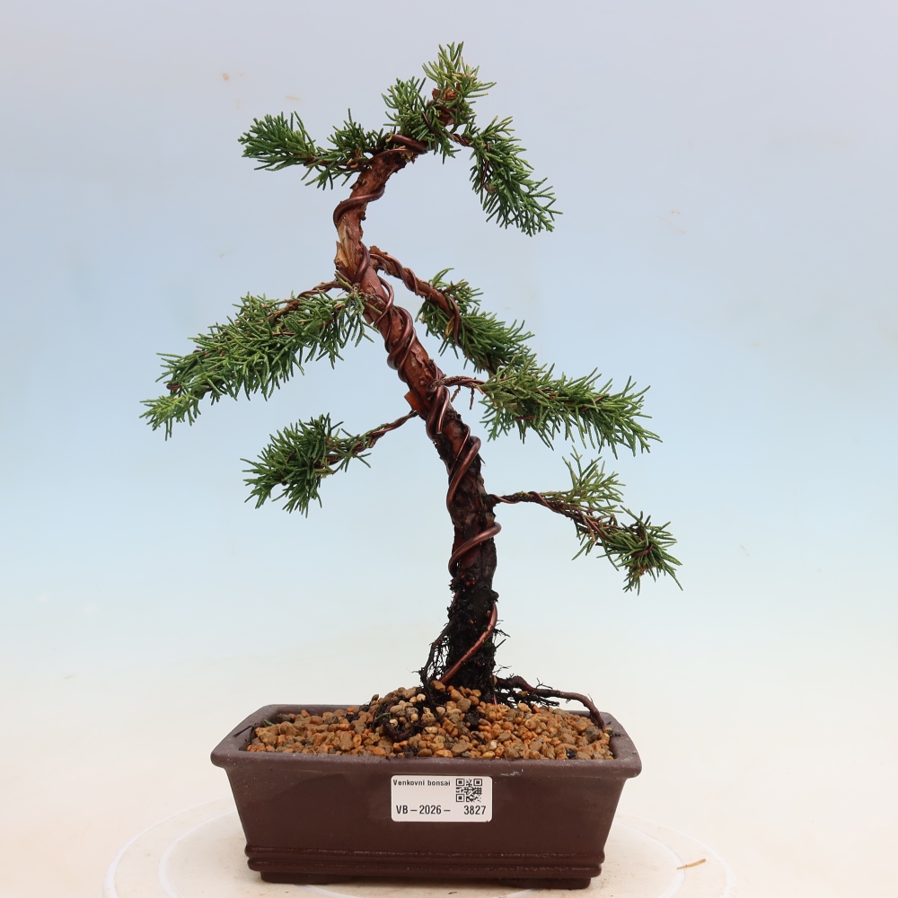 Bonsai voor buiten - Juniperus chinensis Kishu