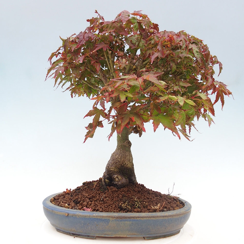 Acer palmatum KIOHIME - Palmeta-esdoorn