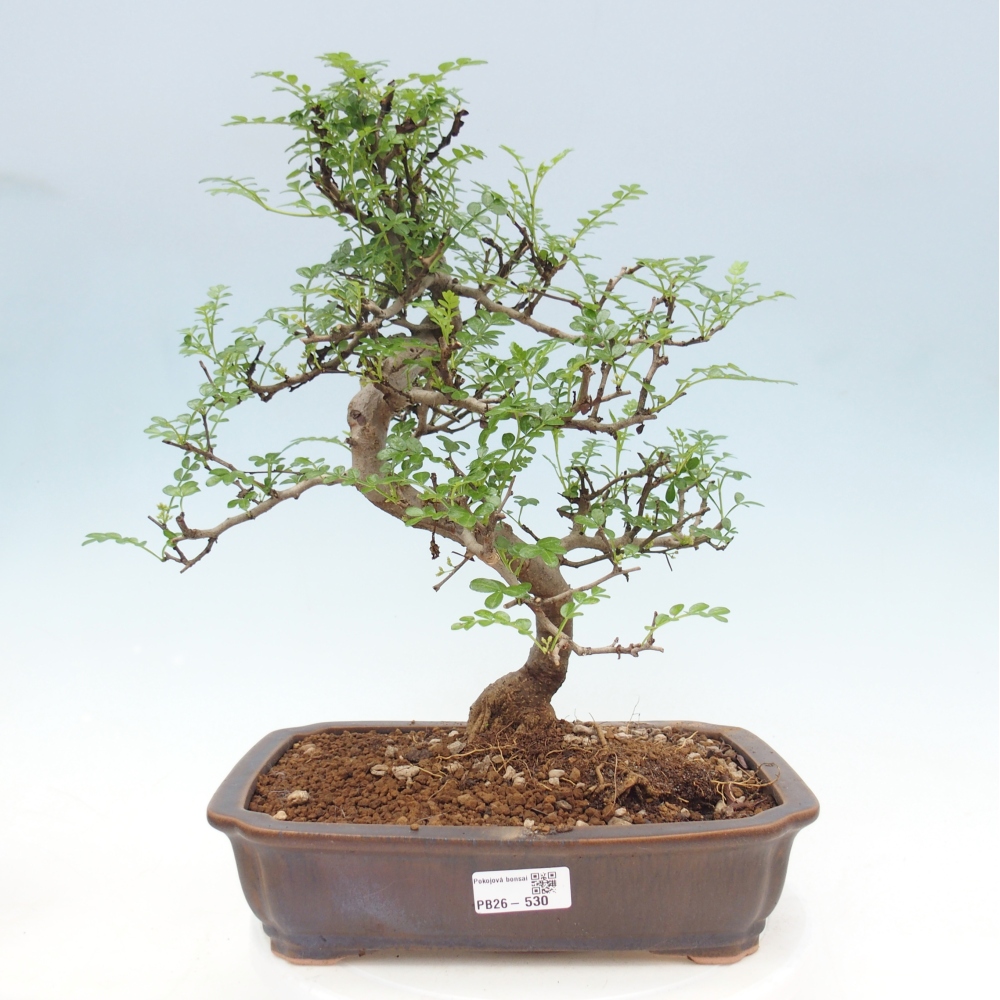 Kamerbonsai - Zantoxylum piperitum - peperboom