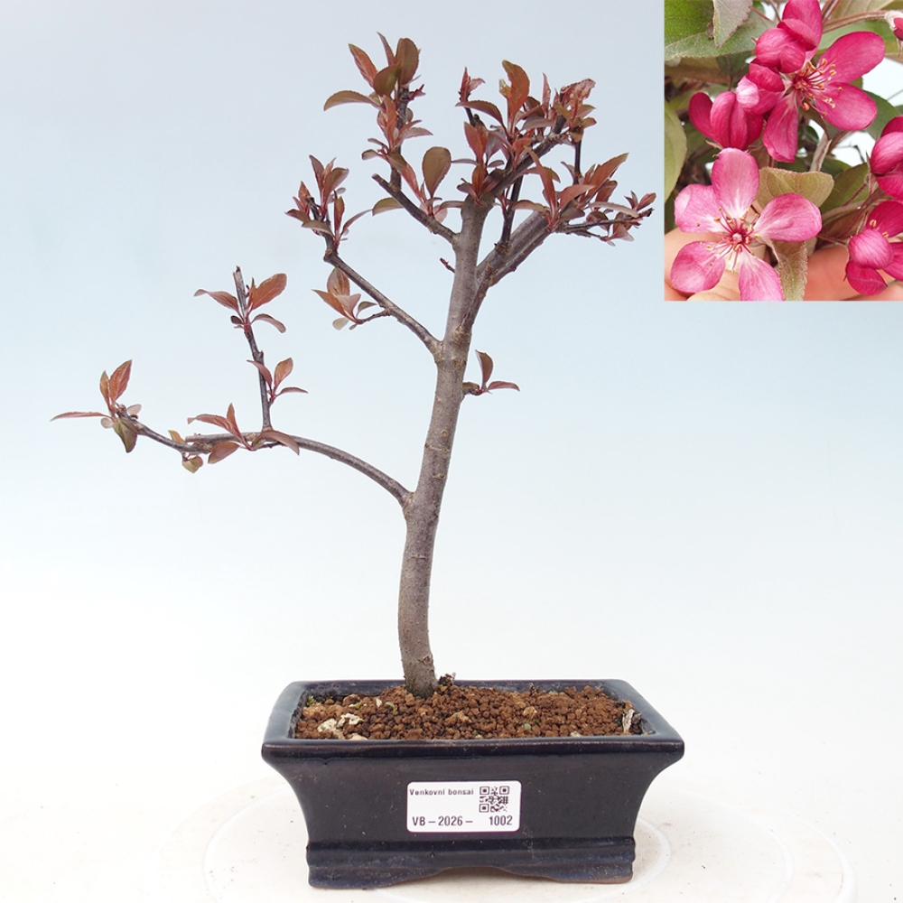 Bonsai voor buiten -Malus domestica - Roodbladige appelboom met kleine vruchten