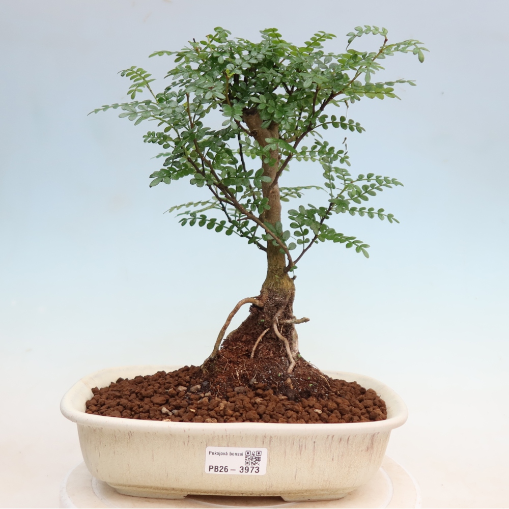 Kamerbonsai - Zantoxylum piperitum - peperboom