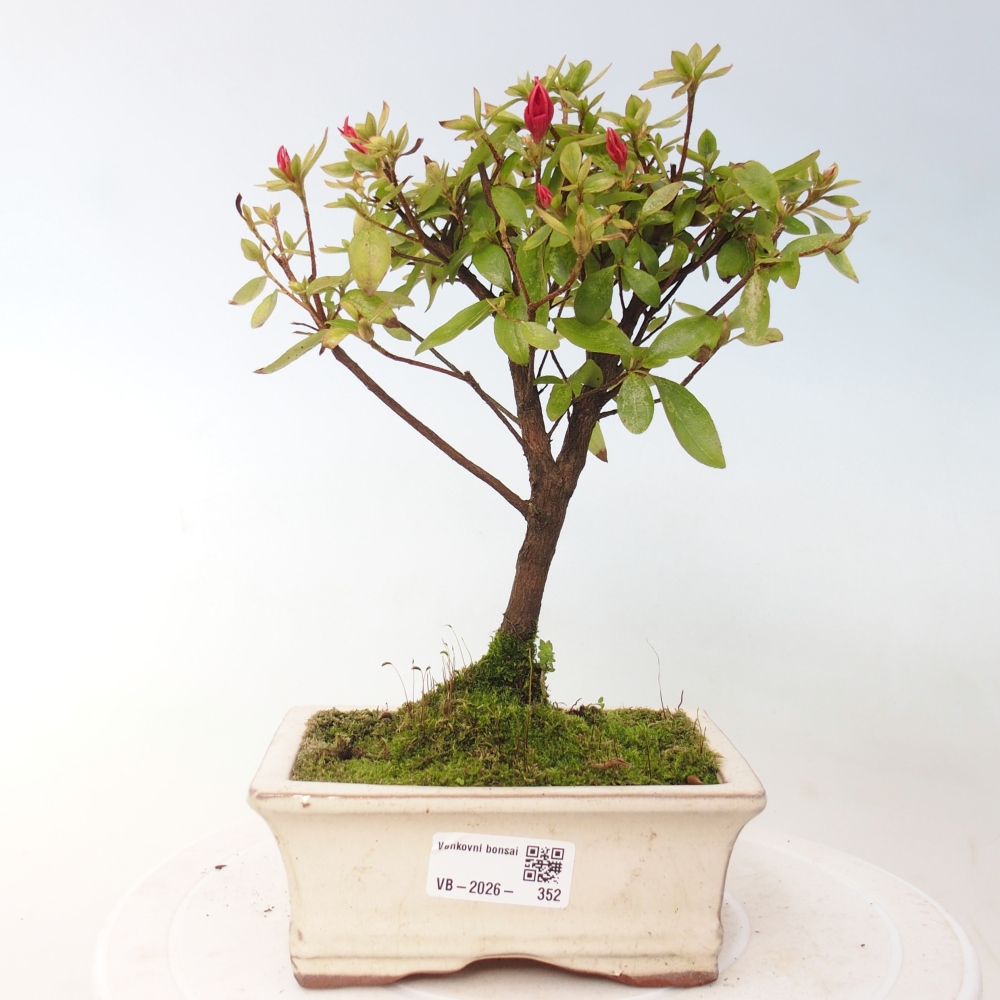 Bonsai voor buiten - Japanse azalea - Azalea sp.