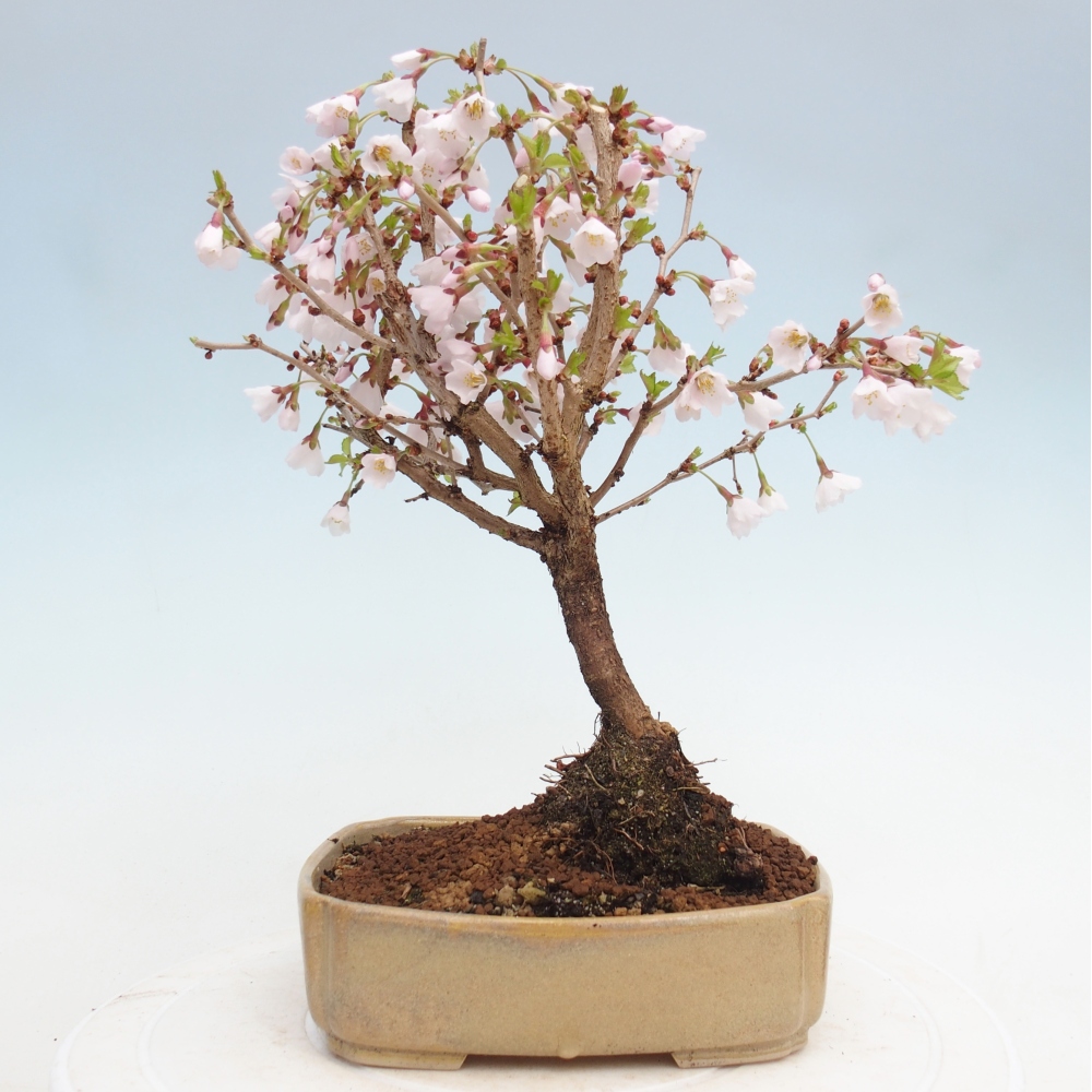 Bonsai voor buiten - Prunus incisa Kojou-no mai-Plivon uitgesneden