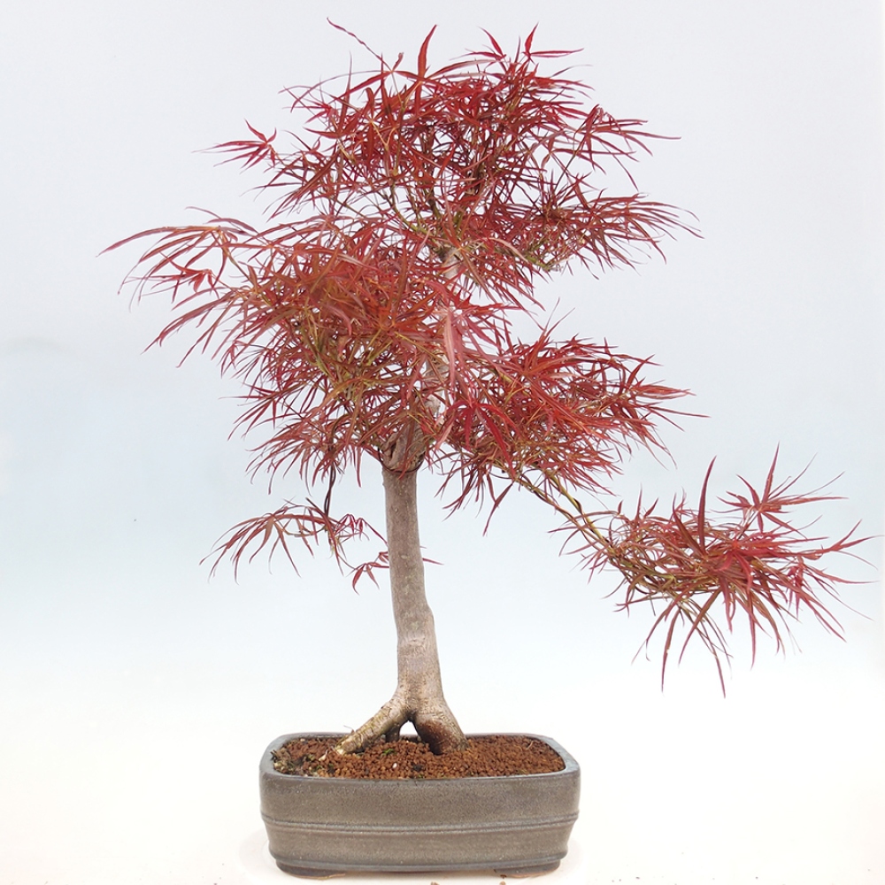 Bonsai voor buiten - Acer palmatum RED PYGMY