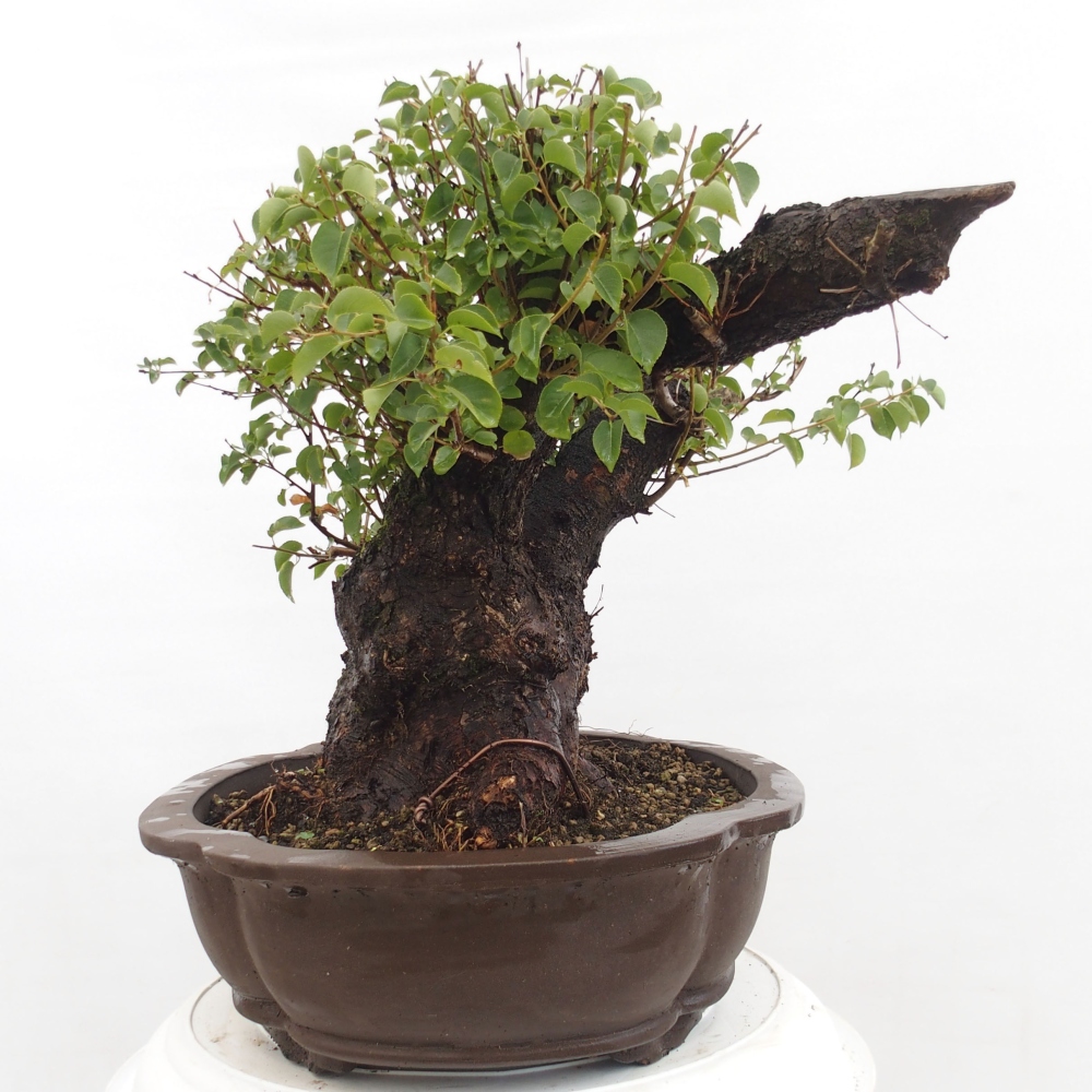 Bonsai voor buiten - Mahalebka - Prunus mahaleb