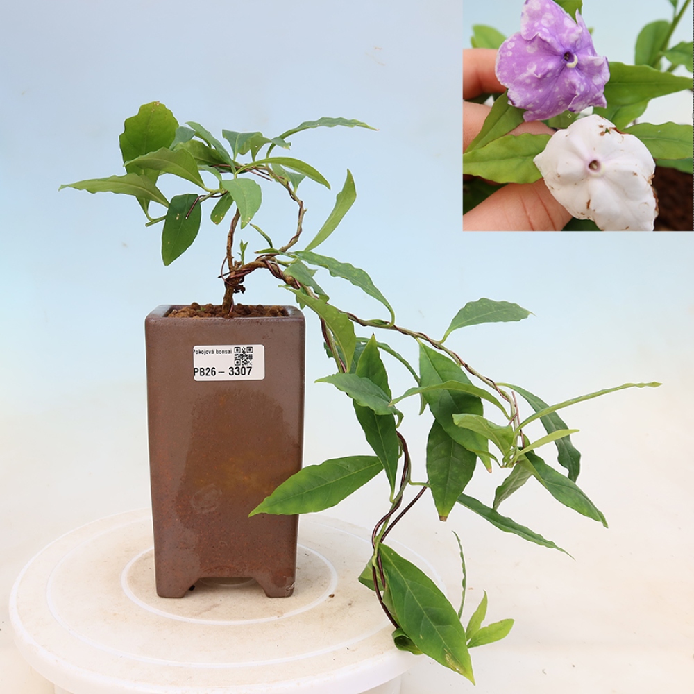 Bonsai voor binnenshuis - Costa-jasmijnplant - Brunfelsia