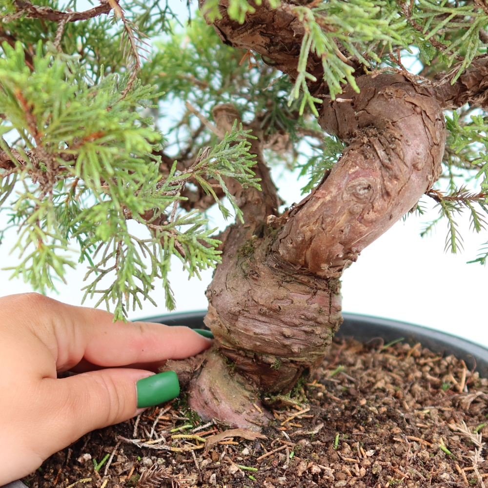 Bonsai voor buiten - Juniperus chinensis Itoigawa-Juniperus chinensis