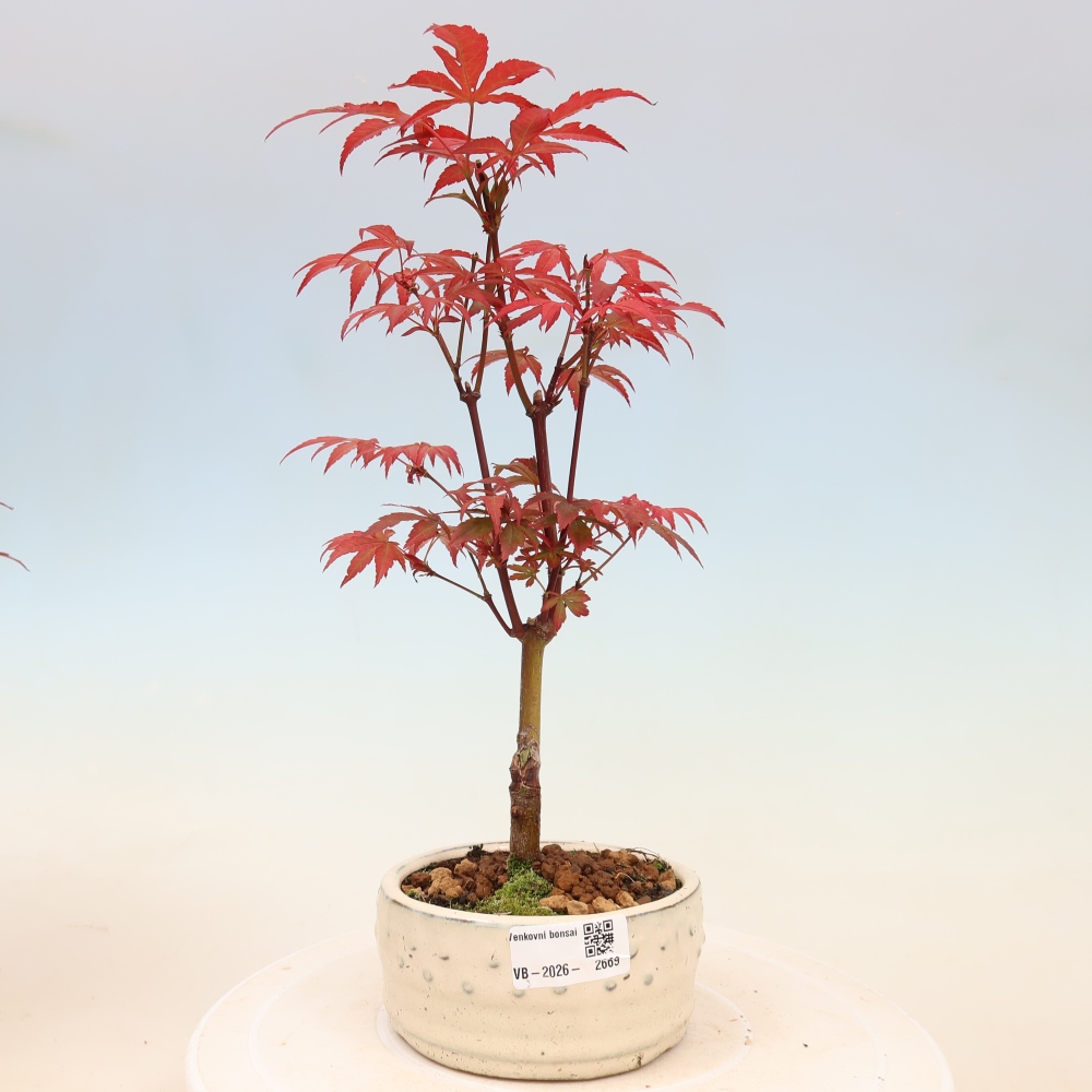 Bonsai voor buiten - Acer palm. Atropurpureum-Javorpalm