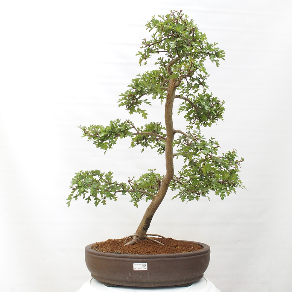 Bonsai voor buiten - Meidoorn - Crataegus monogyna