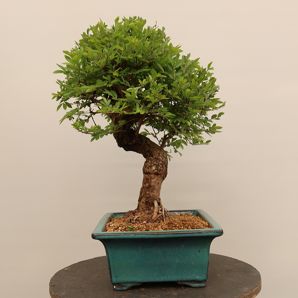 Bonsai voor buiten - Zelkova - Zelkova NIRE