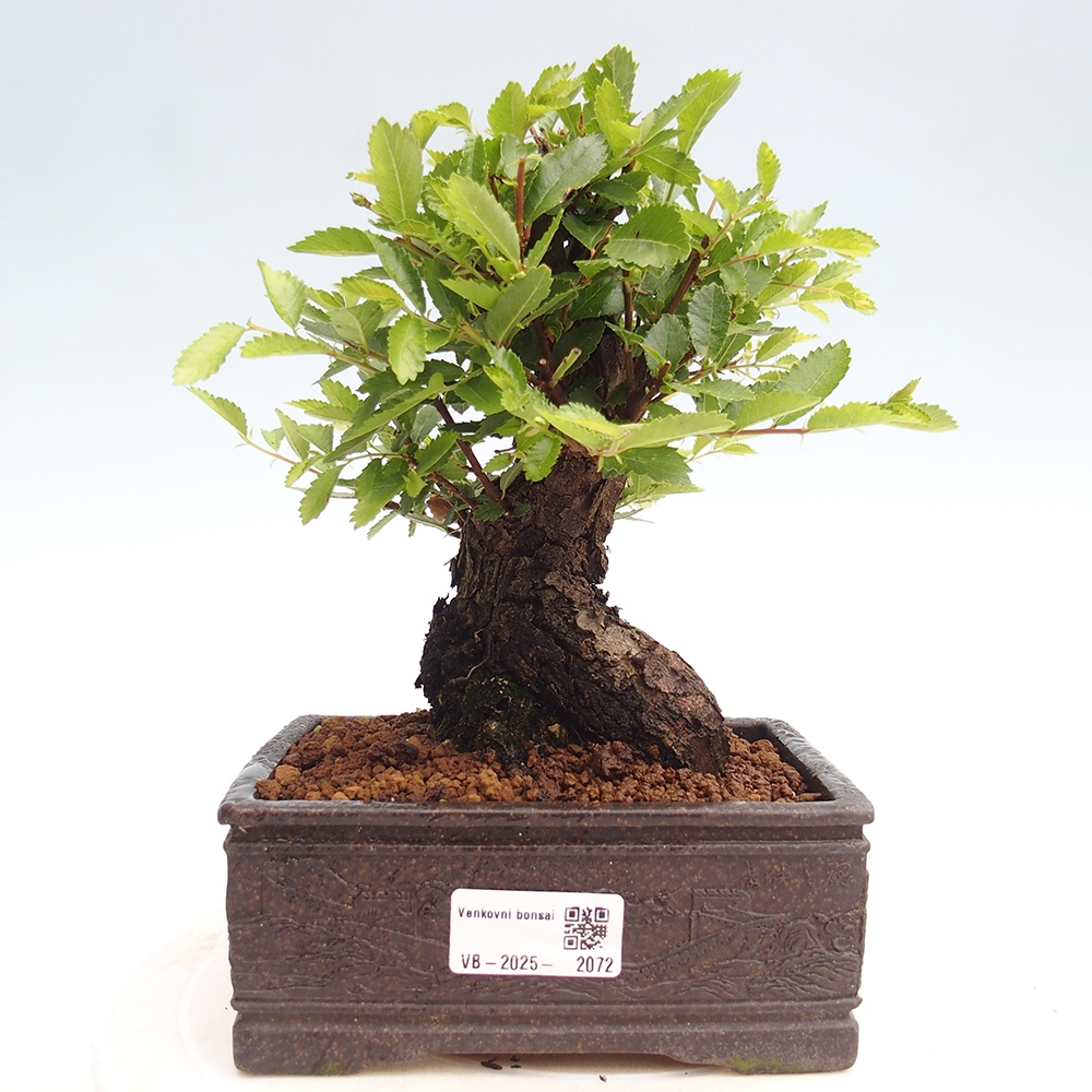 Bonsai voor buiten - Zelkova - Zelkova NIRE