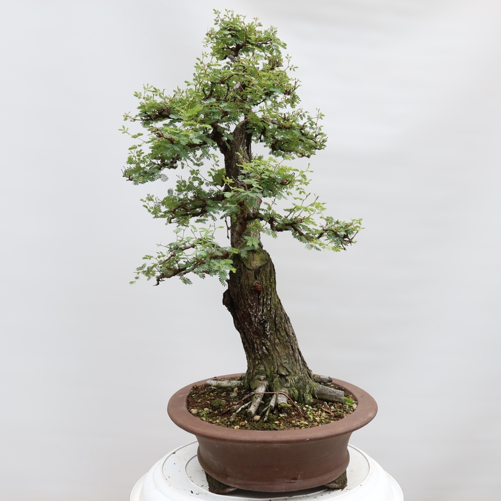 Kamerbonsai - Arabische acacia's