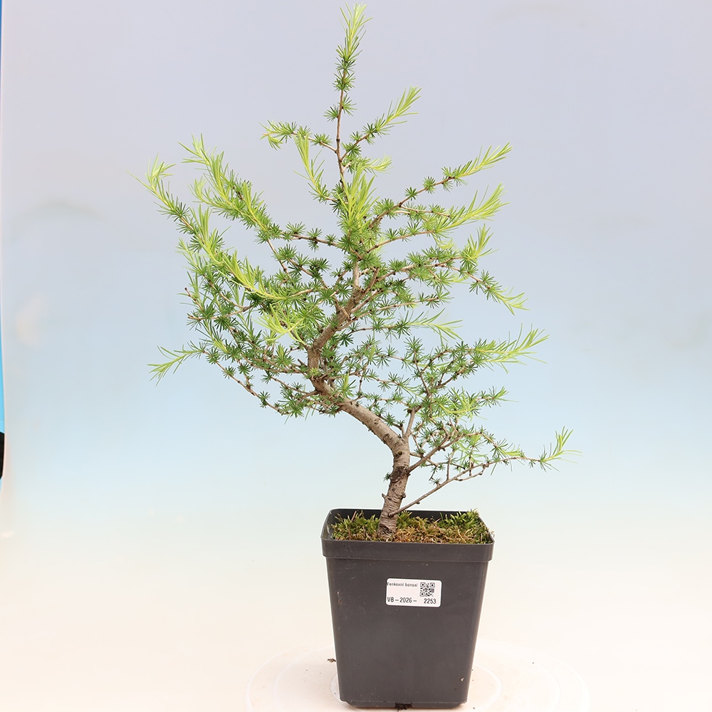 Bonsai voor buiten -Larix decidua - Lariks