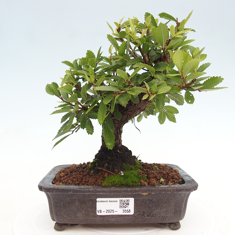 Bonsai voor buiten - Zelkova - Zelkova NIRE