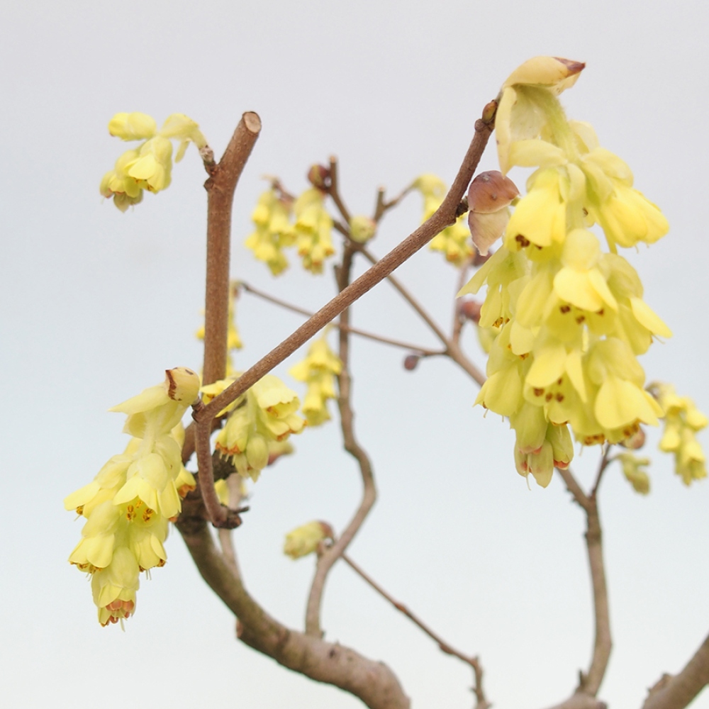Bonsai voor buiten - Hazelaar - Corylopsis Spicata