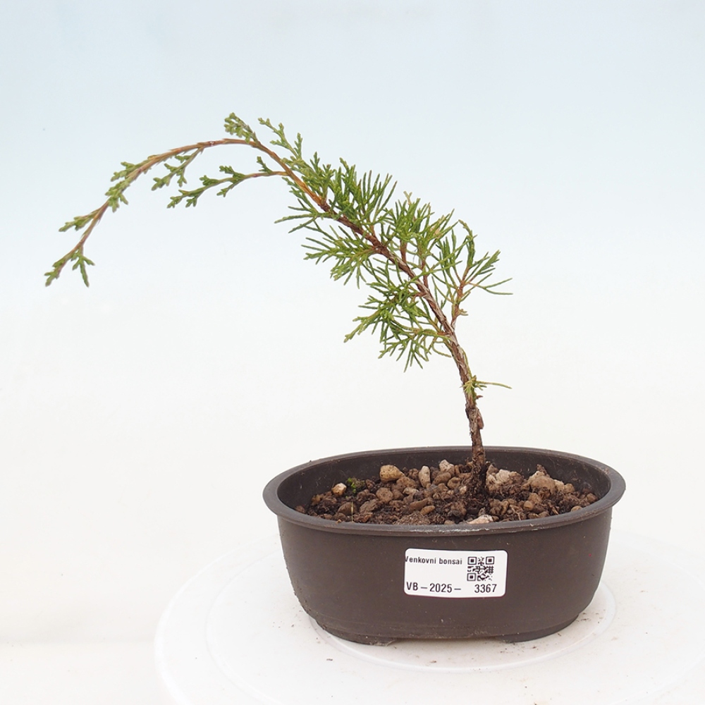 Bonsai voor buiten - Juniperus chinensis Itoigawa