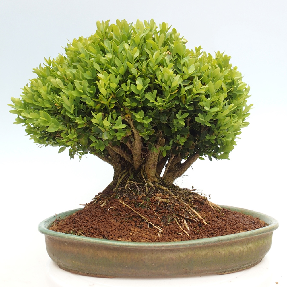 Bonsai voor buiten - Buxus sempervirens - buxus