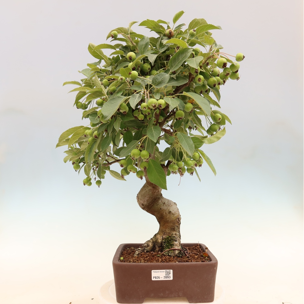 Bonsai voor buiten -Malus halliana - Appelboom met kleine vruchten