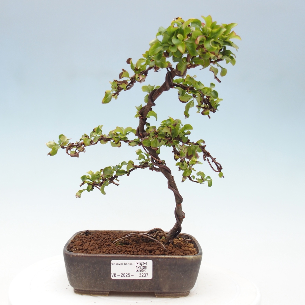 Bonsai voor buiten - Chaneomeles s. Red Joy - Kweepeer