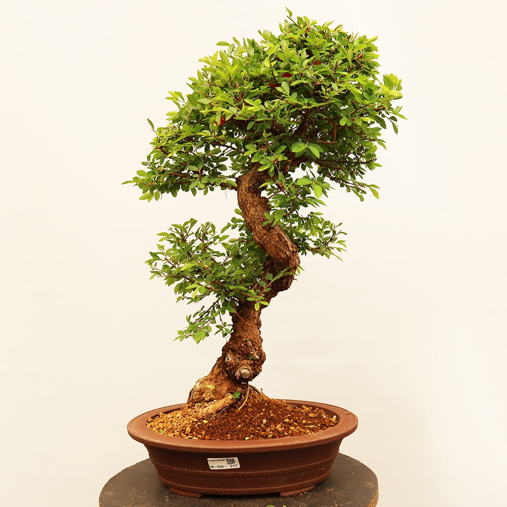 Bonsai voor buiten - Zelkova - Zelkova NIRE