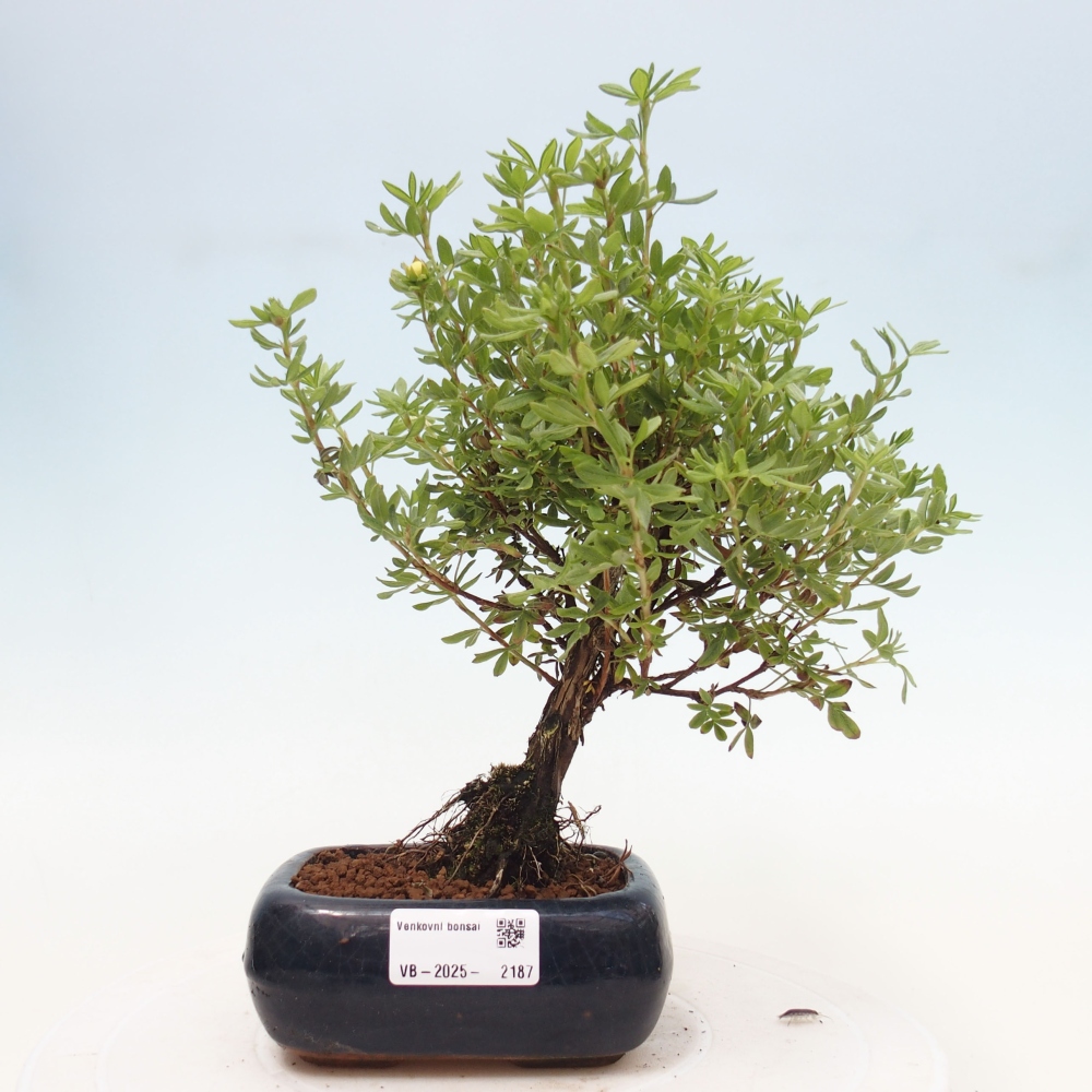 Bonsai voor buiten - Potentila fruticosa gele vogel